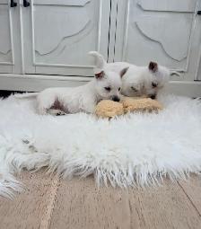 West Highland Terrier - Photo 3