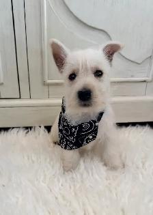 West Highland Terrier - Photo 4