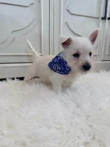 West Highland Terrier - Photo 5