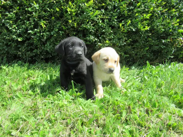 Labrador Retriever Puppies, males and females, black and yellows