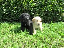 Labrador Retriever Puppies, males and females, black and yellows