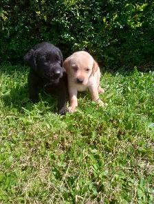 Labrador Retriever Puppies, males and females, black and yellows - Photo 2
