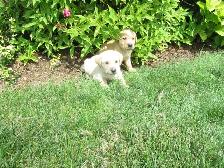 Labrador Retriever Puppies, males and females, black and yellows - Photo 3