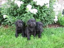 Labrador Retriever Puppies, males and females, black and yellows - Photo 4