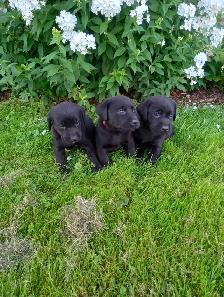 Labrador Retriever Puppies, males and females, black and yellows - Photo 5