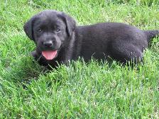 Labrador Retriever Puppies, males and females, black and yellows - Photo 6
