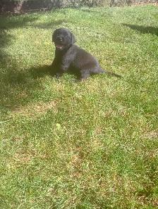Labrador Retriever Puppies, males and females, black and yellows - Photo 7