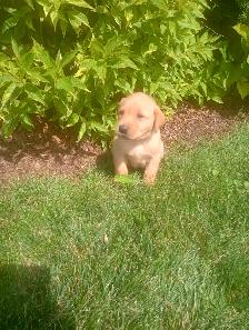 Labrador Retriever Puppies, males and females, black and yellows - Photo 8