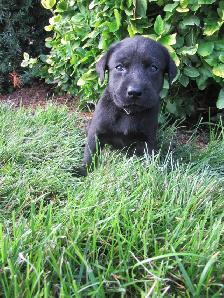 Labrador Retriever Puppies, males and females, black and yellows - Photo 9