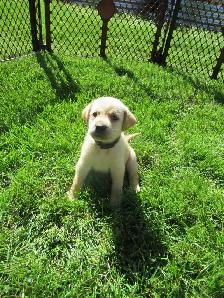 Labrador Retriever Puppies, males and females, black and yellows - Photo 10