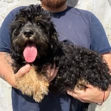 FEMALE CAVAPOO PUPPY