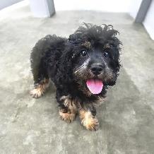 FEMALE CAVAPOO PUPPY - Photo 2