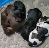 Toy Schnauzers