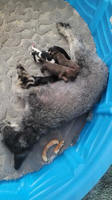 Toy Schnauzers - Photo 2