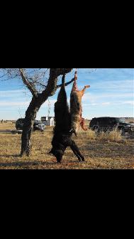 Professional Wild Game Processing Services - Photo 7