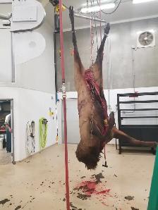 Professional Wild Game Processing Services - Photo 8