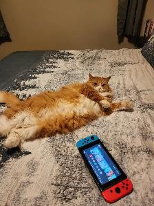Lost Long-Haired Orange and White Male Cat