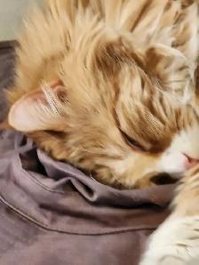 Lost Long-Haired Orange and White Male Cat - Photo 2