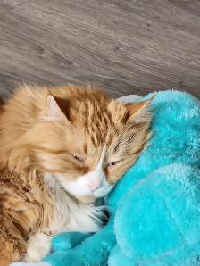 Lost Long-Haired Orange and White Male Cat - Photo 3