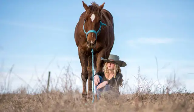 Seasoned Ranch cow horse
