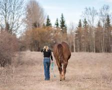 Seasoned Ranch cow horse - Photo 2