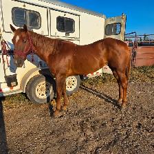 Seasoned Ranch cow horse - Photo 3