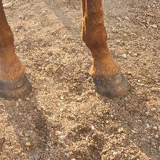 Seasoned Ranch cow horse - Photo 4