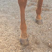 Seasoned Ranch cow horse - Photo 5
