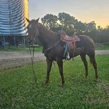 Seasoned Ranch cow horse - Photo 6