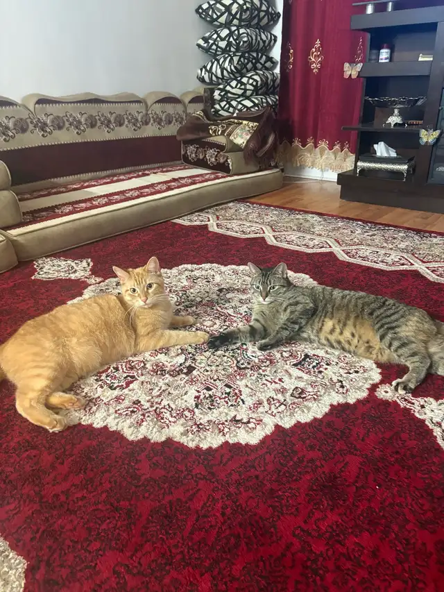 Cats Looking for New Home