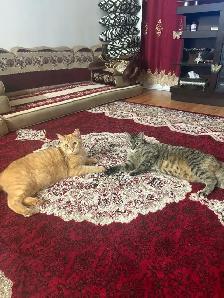 Cats Looking for New Home
