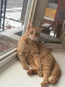 Cats Looking for New Home - Photo 2