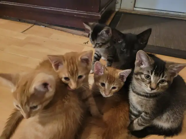 Kittens for Sale