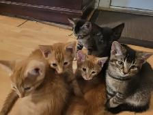 Kittens for Sale