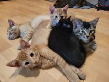 Kittens for Sale - Photo 2