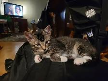 Kittens for Sale - Photo 3