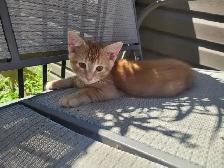 Kittens for Sale - Photo 4
