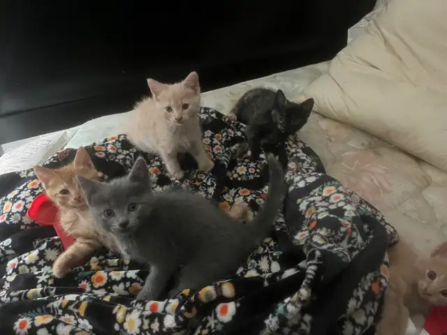 cuddly kittens to rehome.