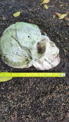 Concrete Skulls - Photo 3