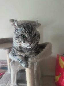 chat  Hinghand lynx