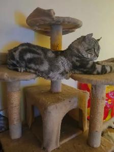 chat  Hinghand lynx - Photo 2