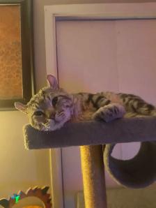 chat  Hinghand lynx - Photo 3