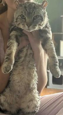 chat  Hinghand lynx - Photo 4