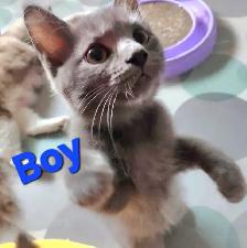 Ragdoll kittens - Photo 7