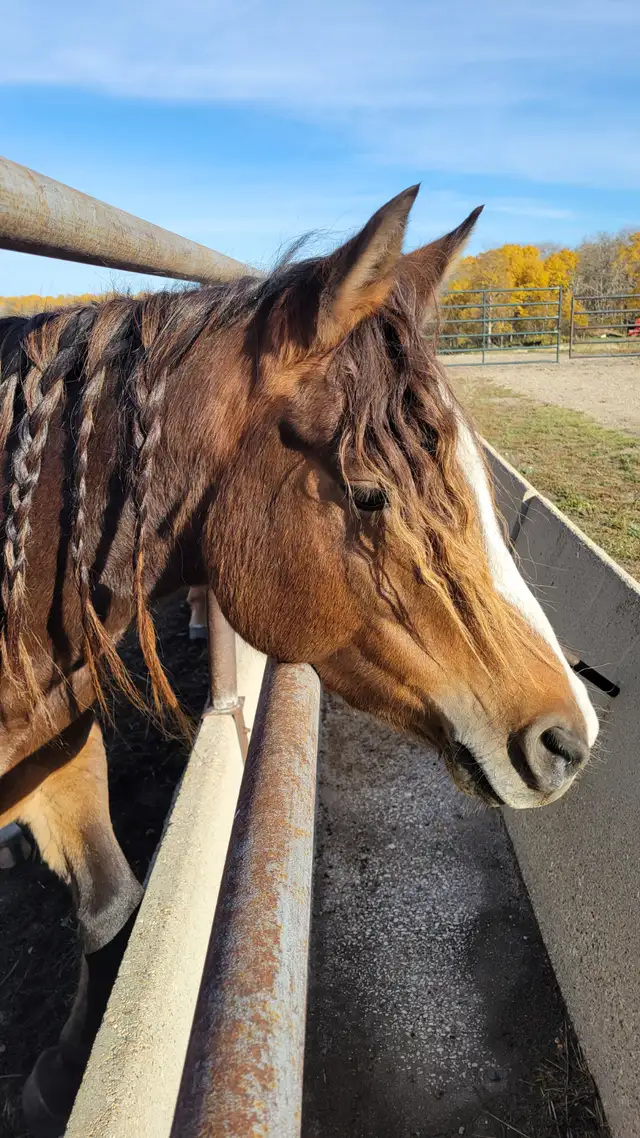 Performance Welsh cross quarter horse 13HH