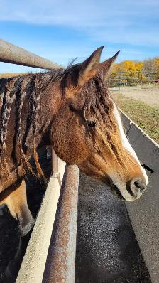 Performance Welsh cross quarter horse 13HH