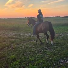 Performance Welsh cross quarter horse 13HH - Photo 2