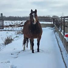 Performance Welsh cross quarter horse 13HH - Photo 3