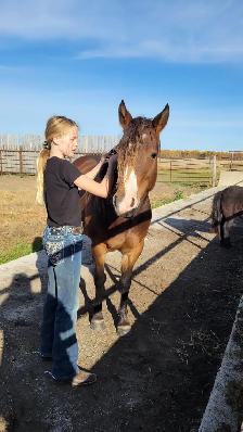 Performance Welsh cross quarter horse 13HH - Photo 4