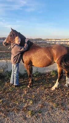 Performance Welsh cross quarter horse 13HH - Photo 5